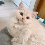 Avatar of Hafeez Qureshi