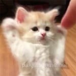 Avatar of Laiba Chaudhry